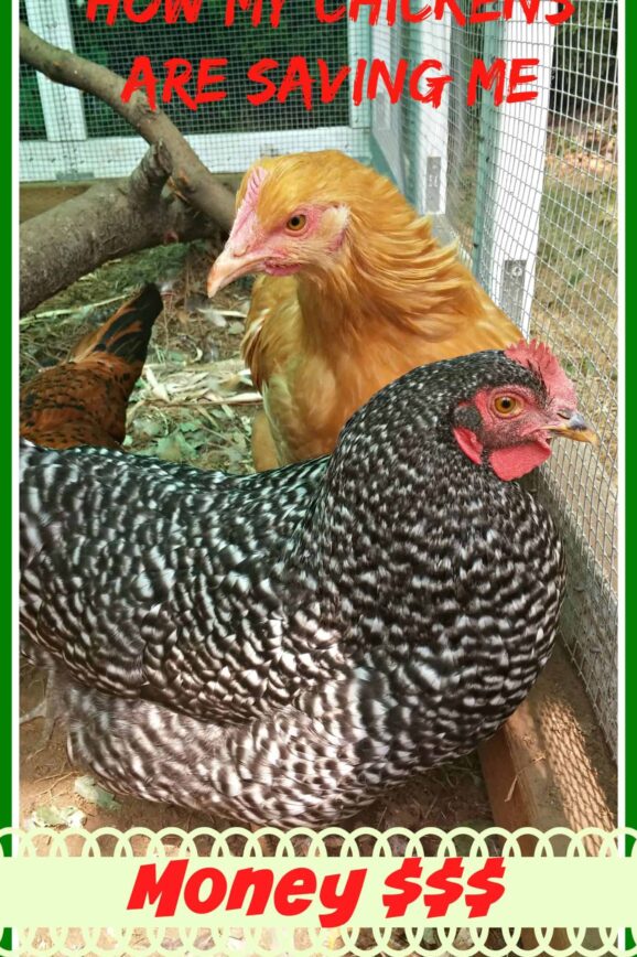 How My Chickens Are Saving Me Money, Other Than Just Eggs