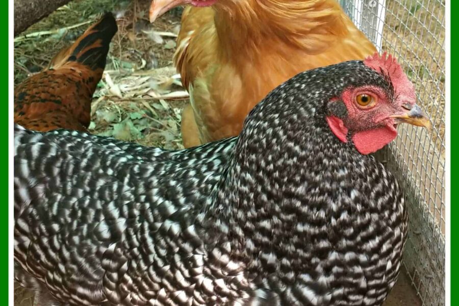 How My Chickens Are Saving Me Money, Other Than Just Eggs