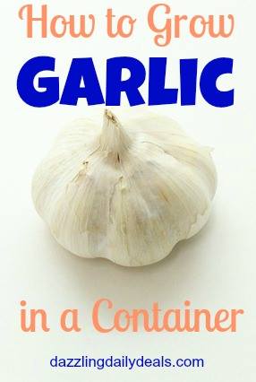 How to Grow Garlic in a Container