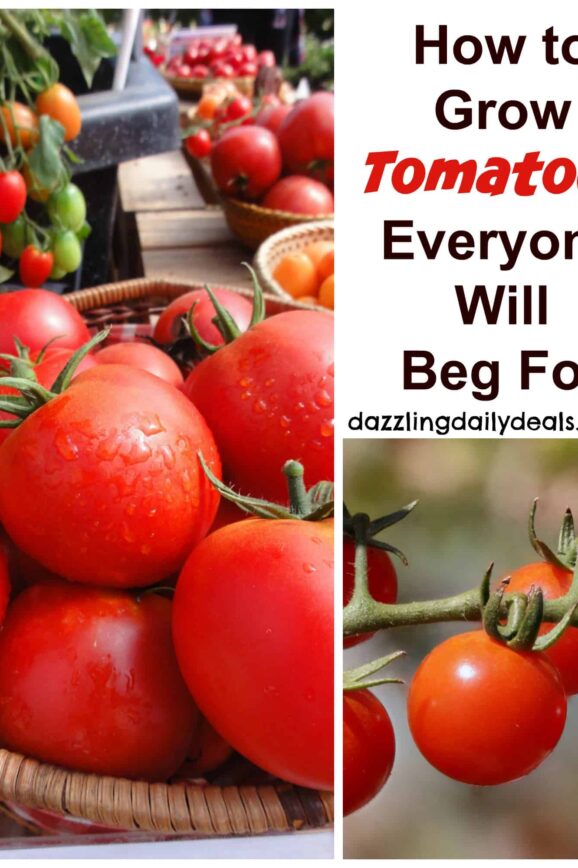 How to Grow Tomatoes Everyone Will Beg For