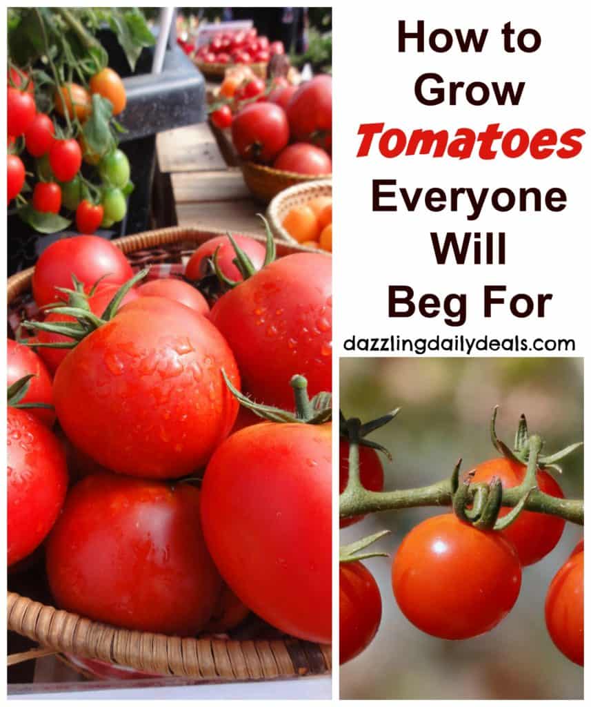 How to Grow Tomatoes Everyone Will Beg For tomatoes