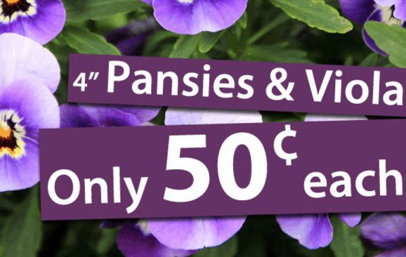 LOCAL – Al’s Garden Center – $.50 Pansies & Violas!! #Spring