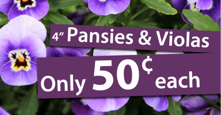 LOCAL – Al’s Garden Center – $.50 Pansies & Violas!! #Spring