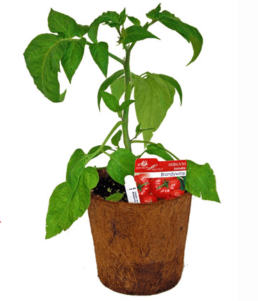 Al’s Garden Center Annual Tomato Sale Starts Tomorrow Al’s Garden Center Annual Tomato Sale Starts Tomorrow