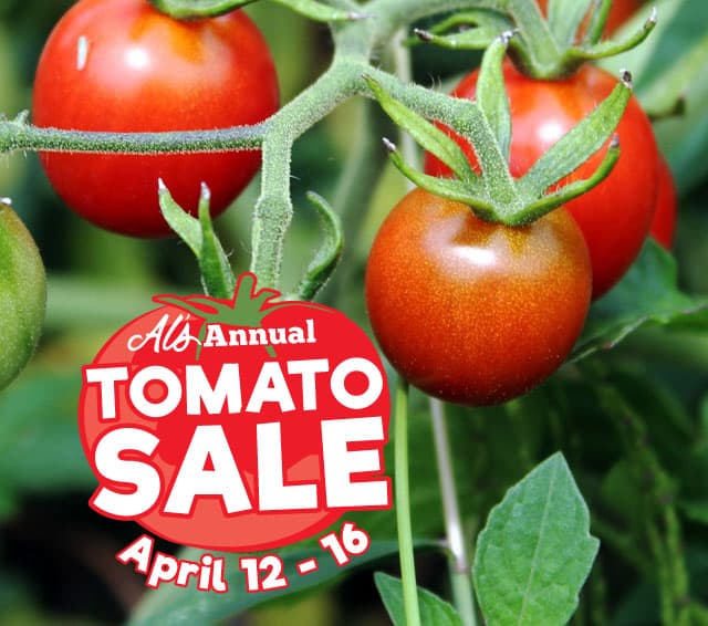The Famous Al’s Garden Center Tomato Sale – STARTS TOMORROW!