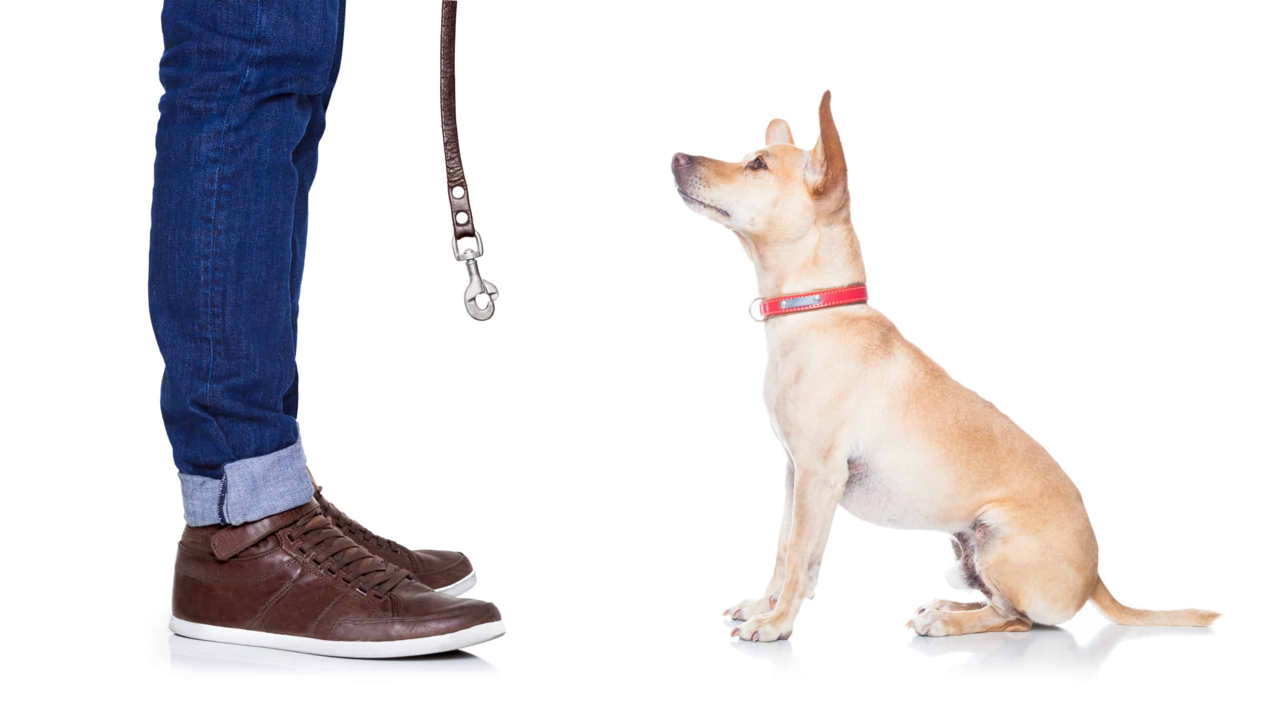 The best tips for puppy leash training