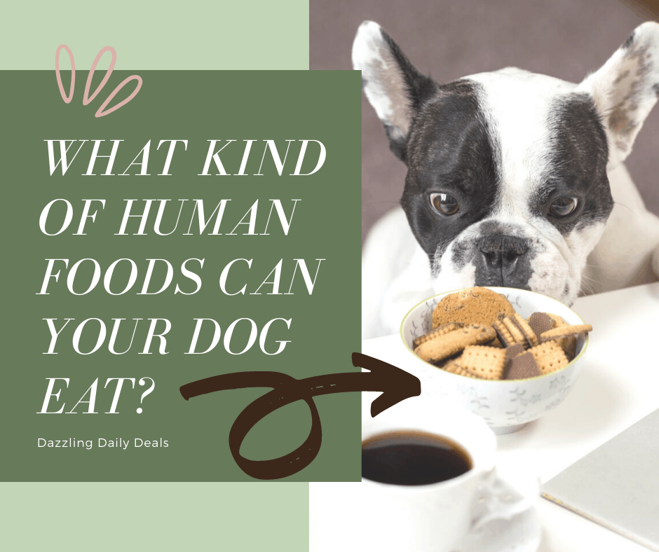 What Kind of Human Foods Can Your Dog Eat?
