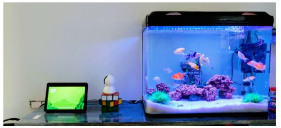 Things You Are Going To Love When Getting Into Fish And Aquarium Home Decoration Things You Are Going To Love When Getting Into Fish And Aquarium Home Decoration