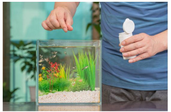 Things You Are Going To Love When Getting Into Fish And Aquarium Home Decoration Things You Are Going To Love When Getting Into Fish And Aquarium Home Decoration