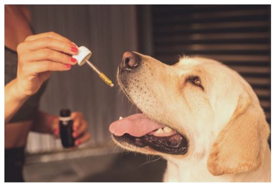 The Different Types of Cannabidiol Products Available in the Market Right Now