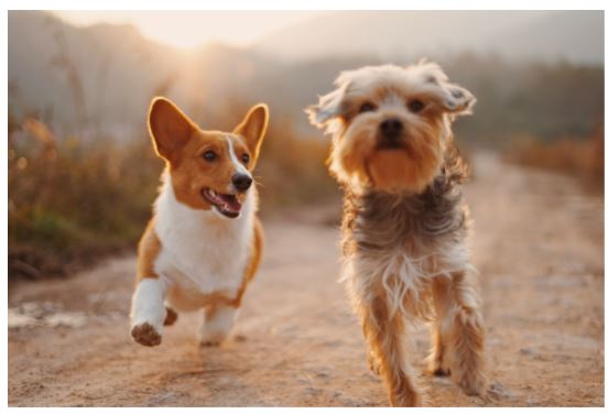 Essential Things That Every Dog Owner Should Have Essential Things That Every Dog Owner Should Have