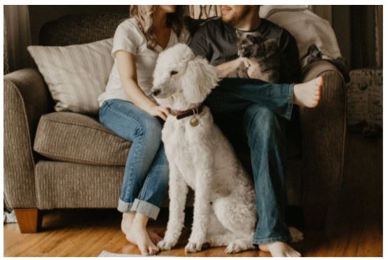 Essential Things That Every Dog Owner Should Have Essential Things That Every Dog Owner Should Have