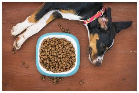 Useful Items That Will Make Taking Care Of Your Pet Easier