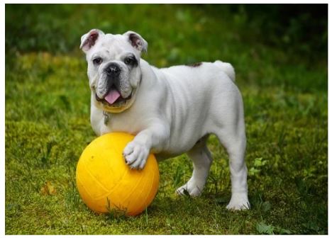 Paws-itively Delight Your Dog-Lover Friend With These Gift Ideas