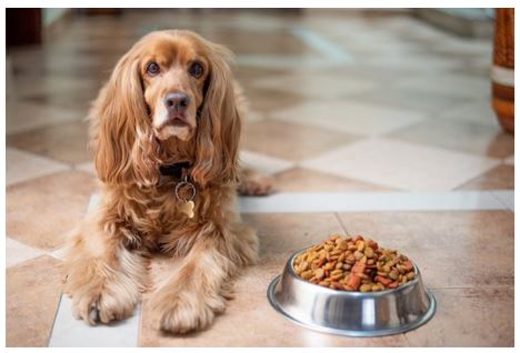 Paws-itively Delight Your Dog-Lover Friend With These Gift Ideas Paws-itively Delight Your Dog-Lover Friend With These Gift Ideas