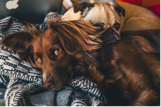 Animal lover? Here Are The Top 6 Tips On How To Protect Your Pet’s Health Animal lover? Here Are The Top 6 Tips On How To Protect Your Pet’s Health