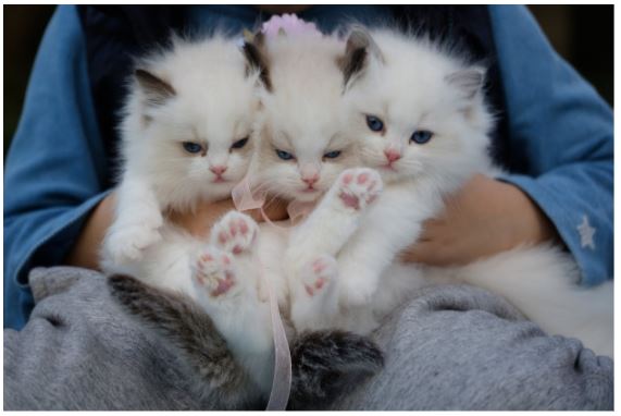 Animal lover? Here Are The Top 6 Tips On How To Protect Your Pet’s Health Animal lover? Here Are The Top 6 Tips On How To Protect Your Pet’s Health