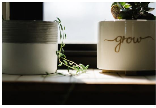 Why Having Indoor Plants Is Good For Your Mental Health Why Having Indoor Plants Is Good For Your Mental Health