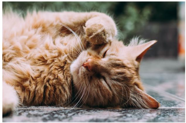 Thinking Of Dressing Up Your Pets? Here Are Some Useful Tips