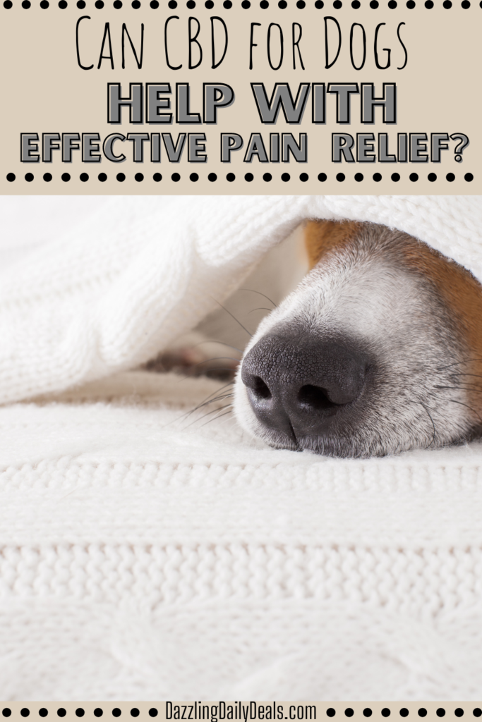 Can CBD for Dogs Help with Effective Pain Relief? Can CBD for Dogs Help with Effective Pain Relief?