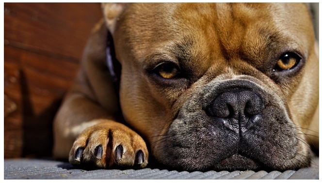 Dog Breeds – How To Find The Right One