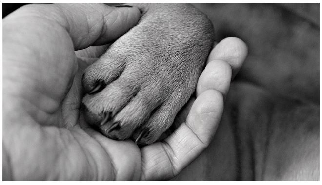 Dog Breeds – How To Find The Right One Dog Breeds – How To Find The Right One