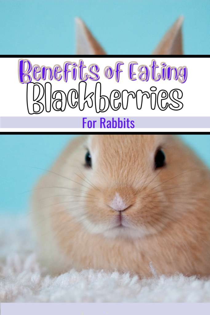 Benefits of Eating Blackberries for Rabbits Benefits of Eating Blackberries for Rabbits