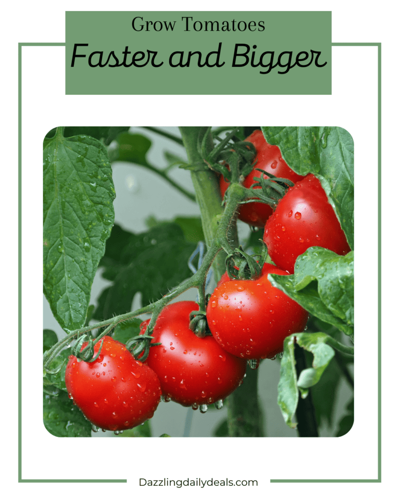 Grow Tomatoes Faster and Bigger: Expert Gardening Tips Grow Tomatoes Faster and Bigger: Expert Gardening Tips