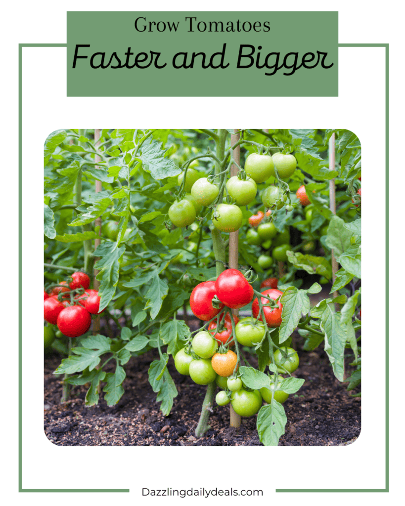 Grow Tomatoes Faster and Bigger: Expert Gardening Tips Grow Tomatoes Faster and Bigger: Expert Gardening Tips