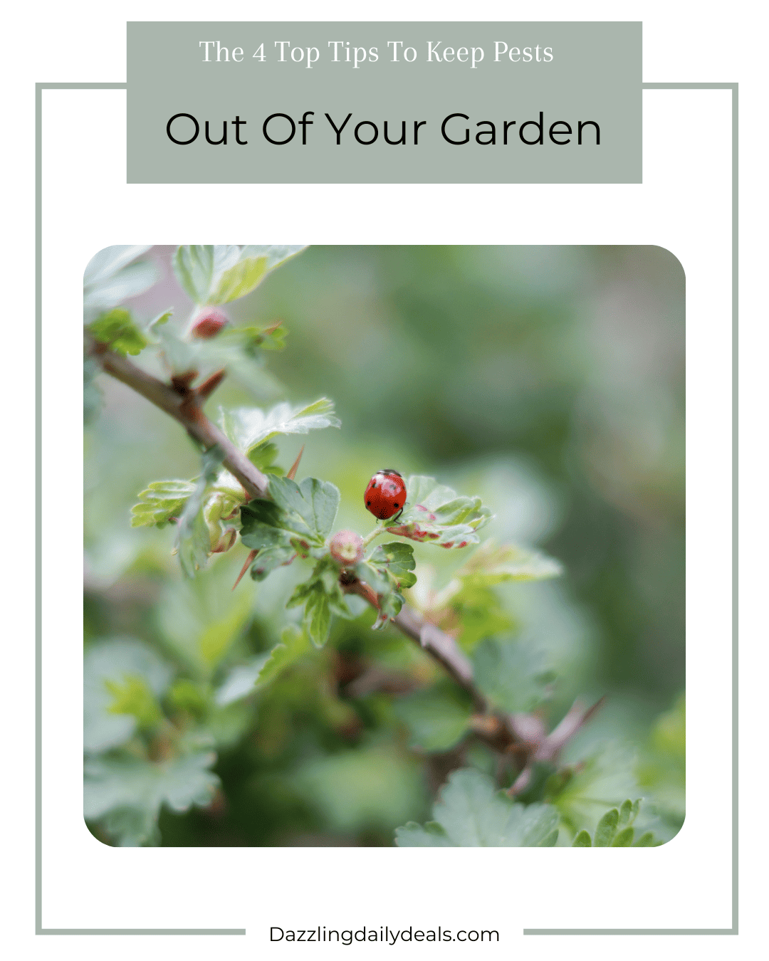 The 4 Top Tips To Keep Pests Out Of Your Garden
